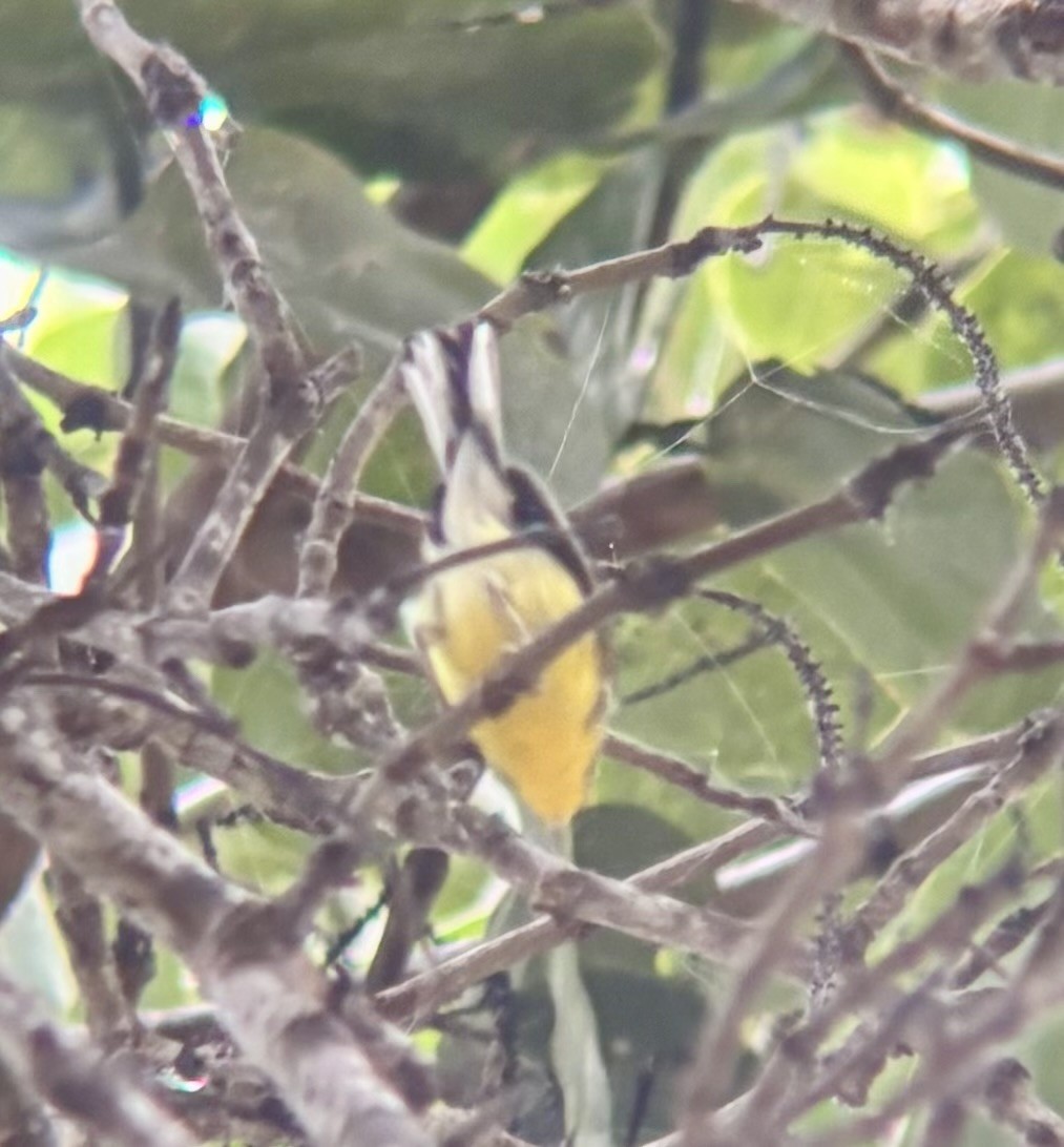 Adelaide's Warbler - ML647040097