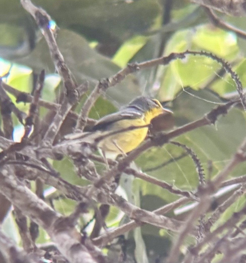 Adelaide's Warbler - ML647040098