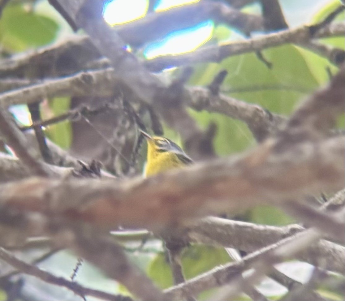 Adelaide's Warbler - ML647040099