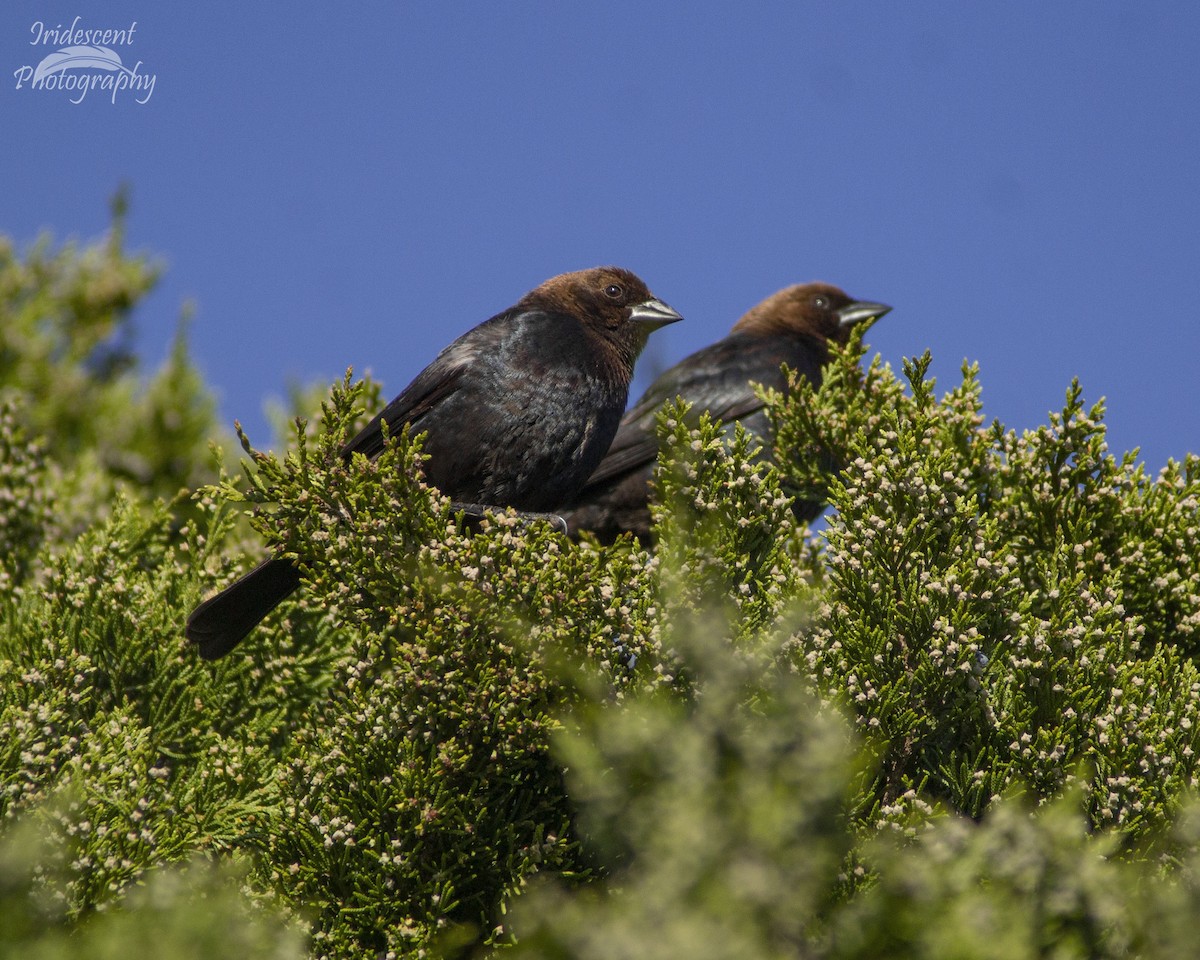 Braunkopf-Kuhstärling - ML647040108