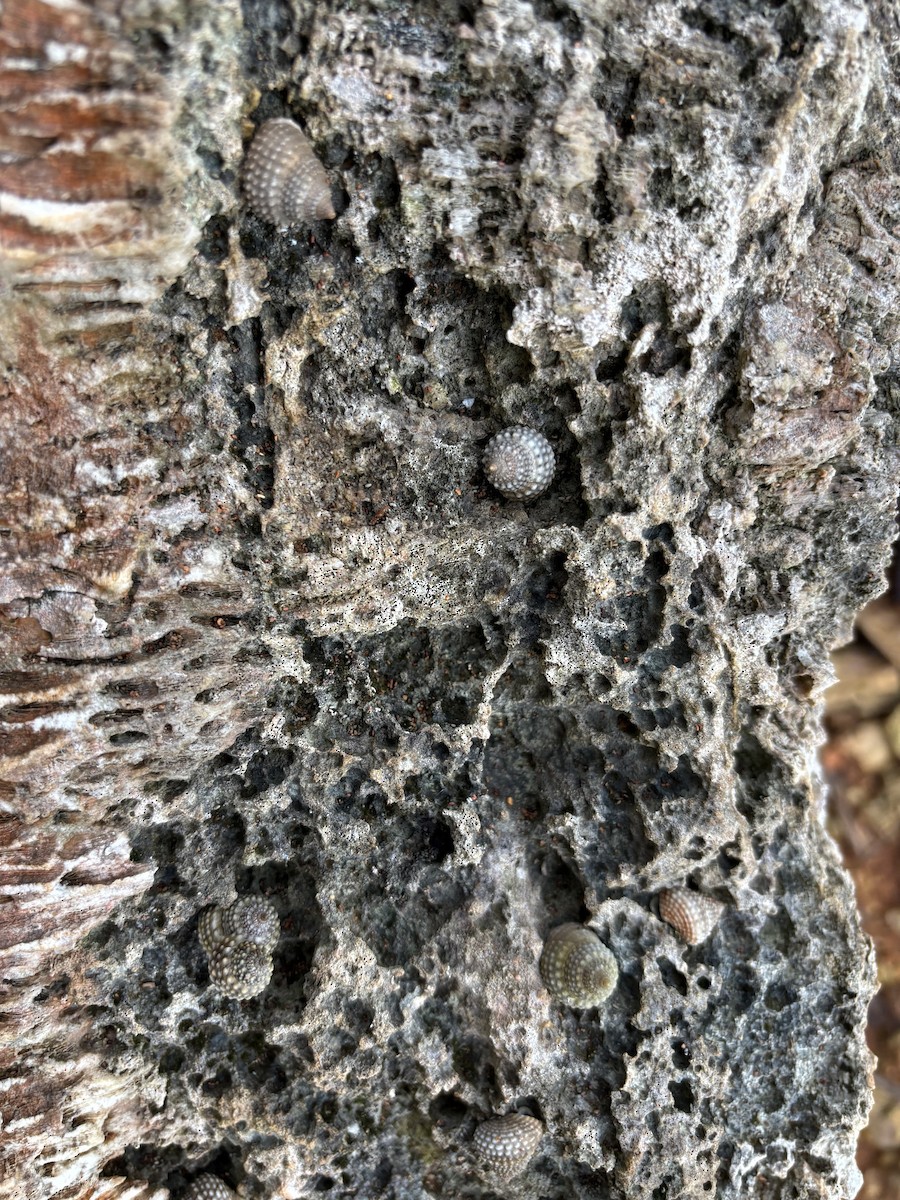 Animals - ML647040114