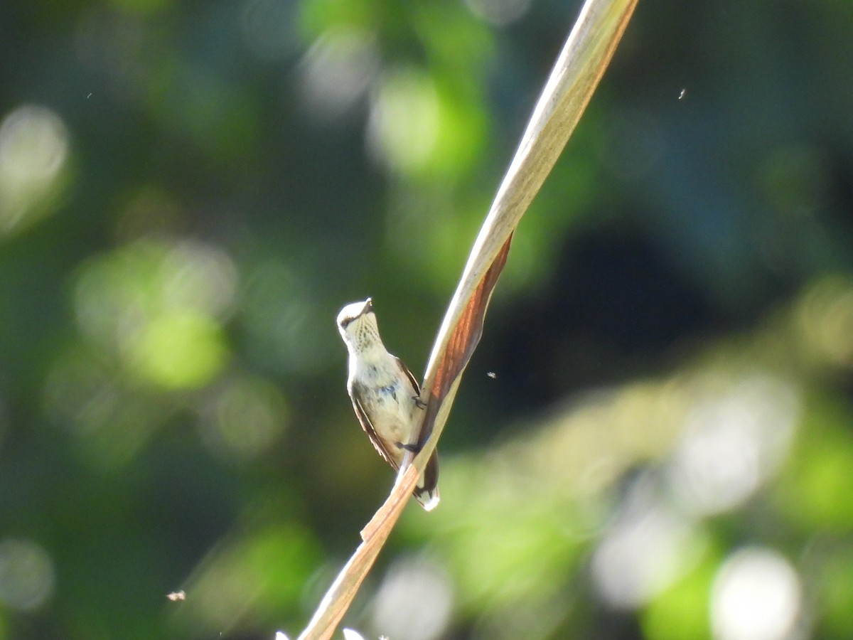 Colibri à gorge rubis - ML647040116