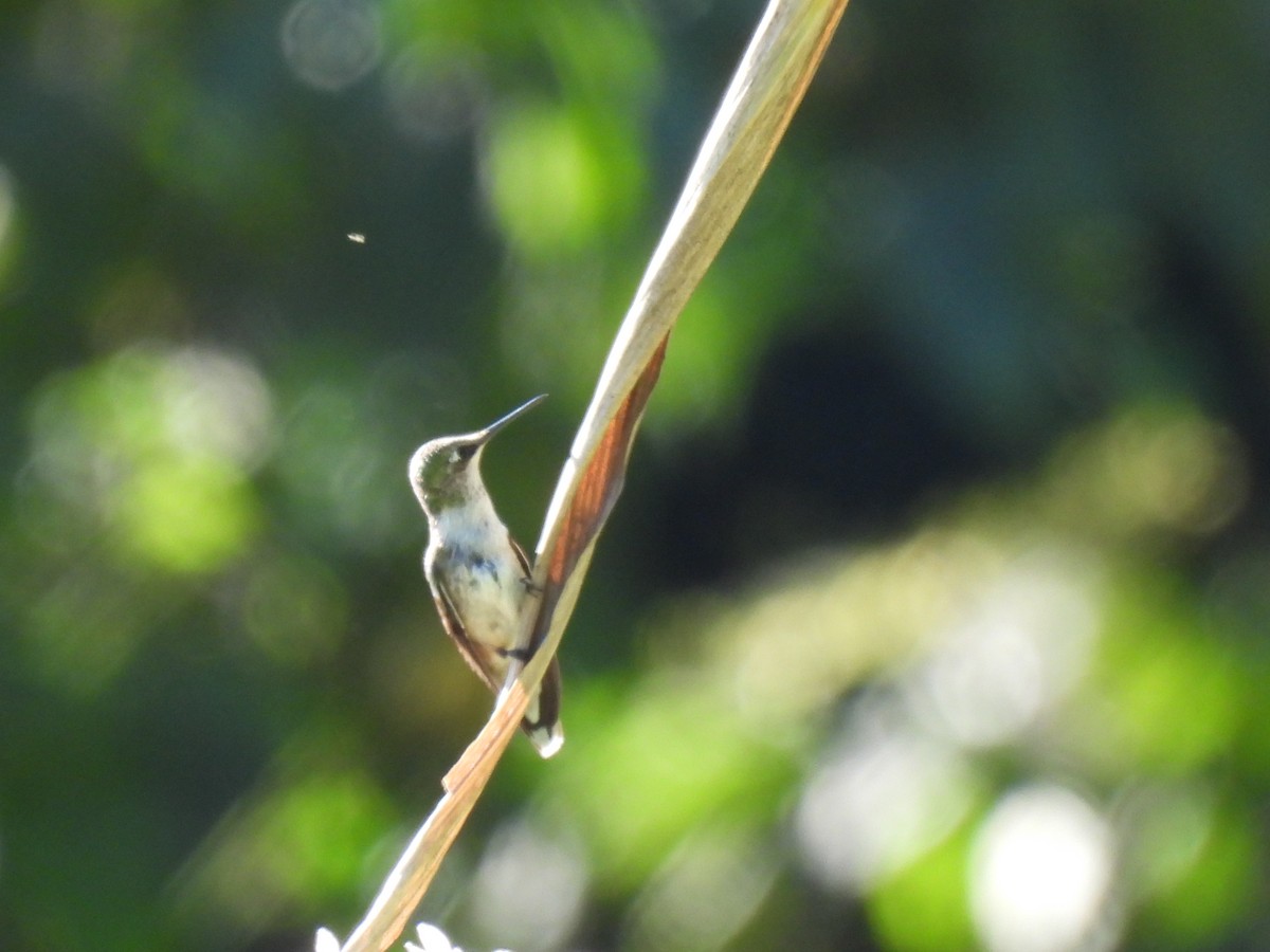 Colibri à gorge rubis - ML647040118