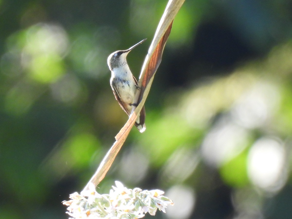 Colibri à gorge rubis - ML647040119