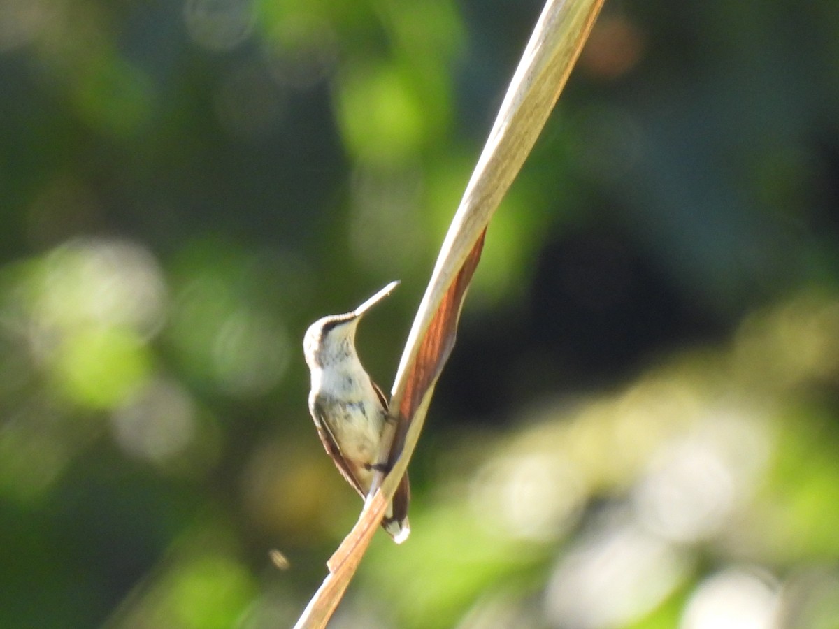 Colibri à gorge rubis - ML647040120