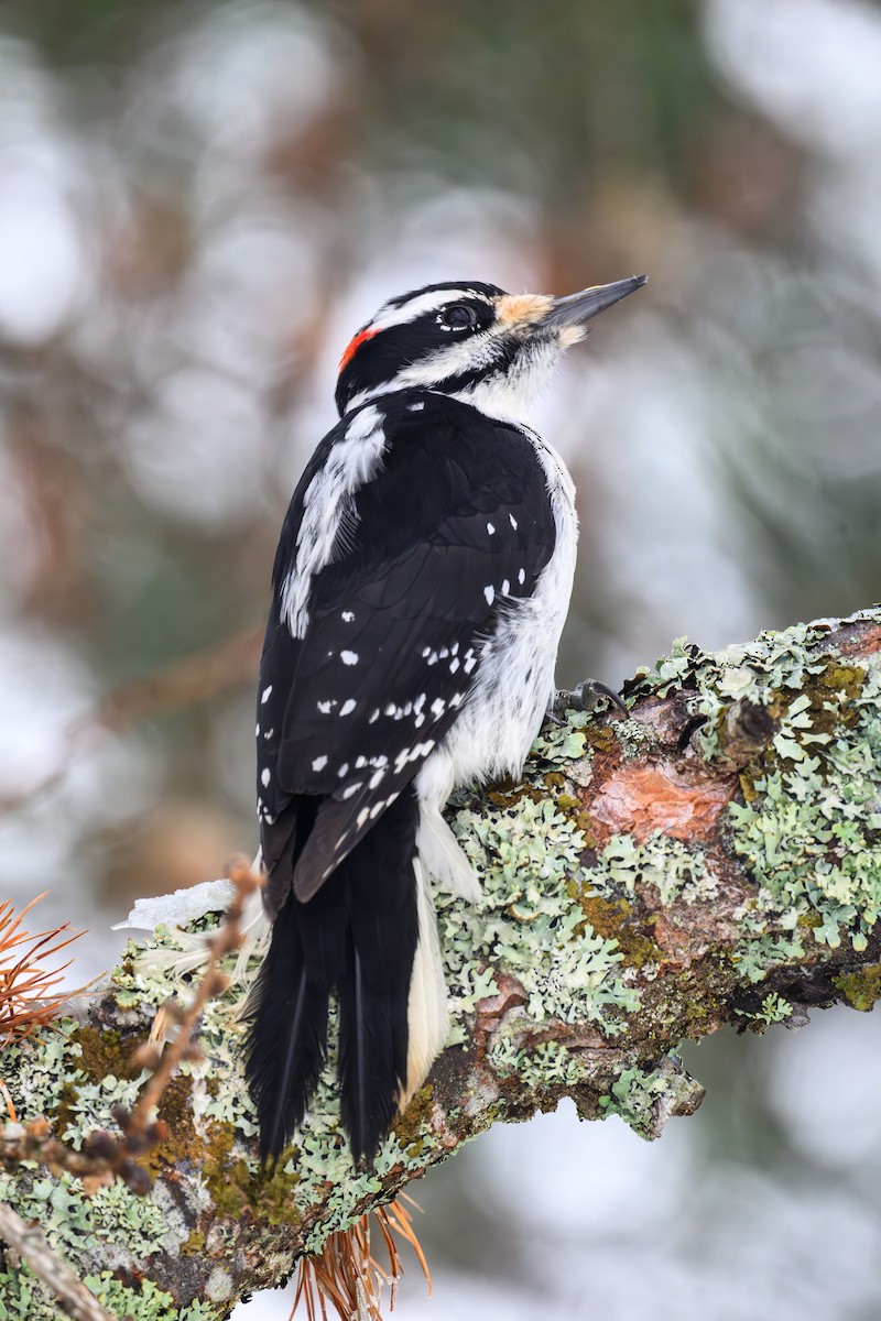 Hairy Woodpecker - ML647040123