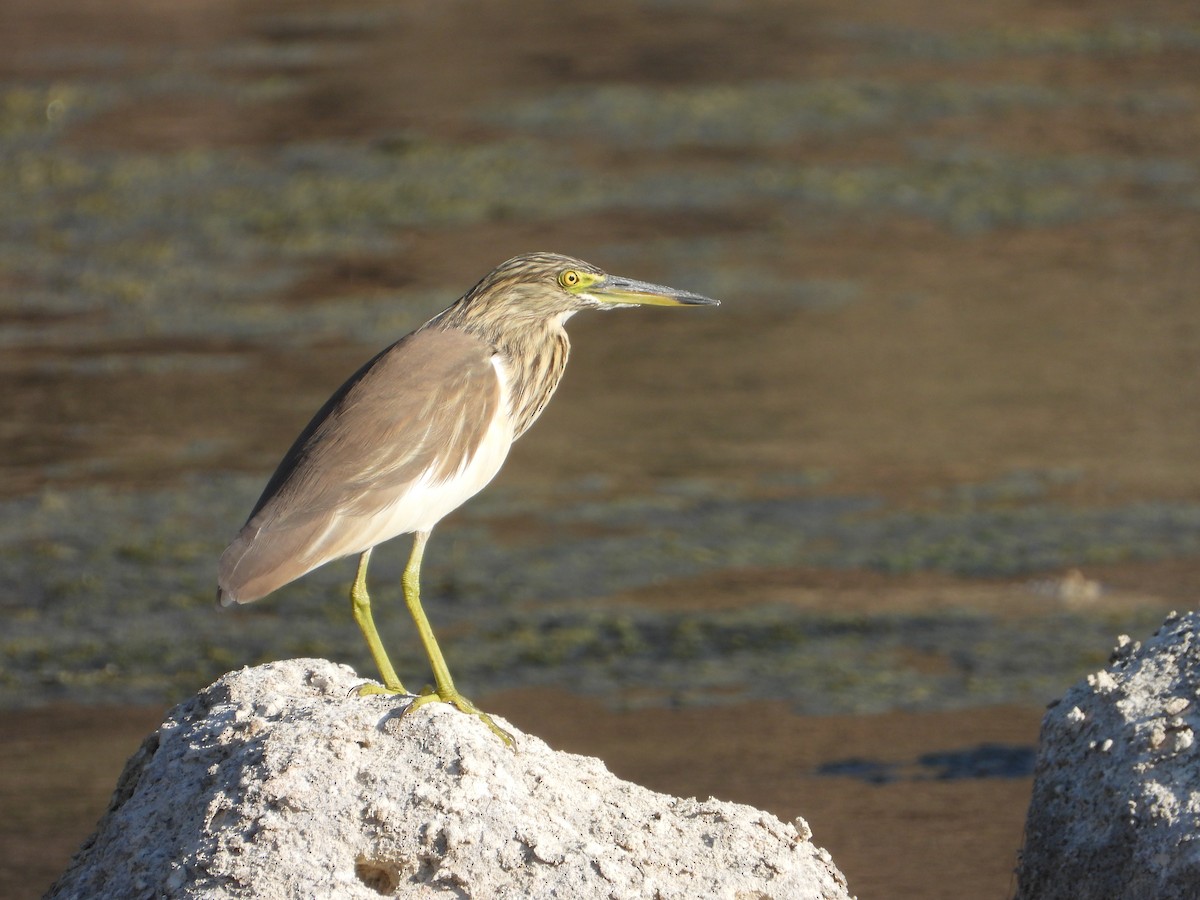 Indian Pond-Heron - ML647040133