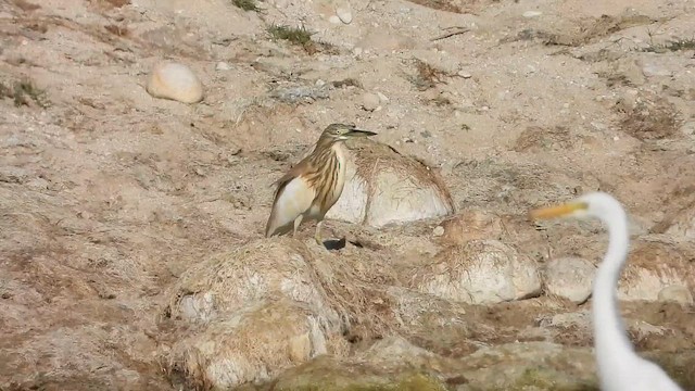 Indian Pond-Heron - ML647040134