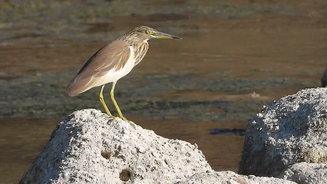 Indian Pond-Heron - ML647040138