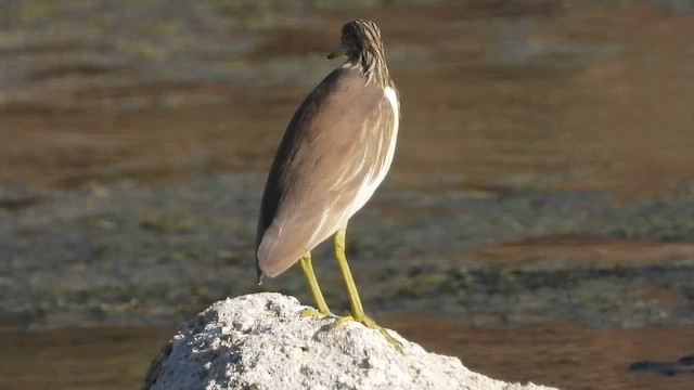 Indian Pond-Heron - ML647040140