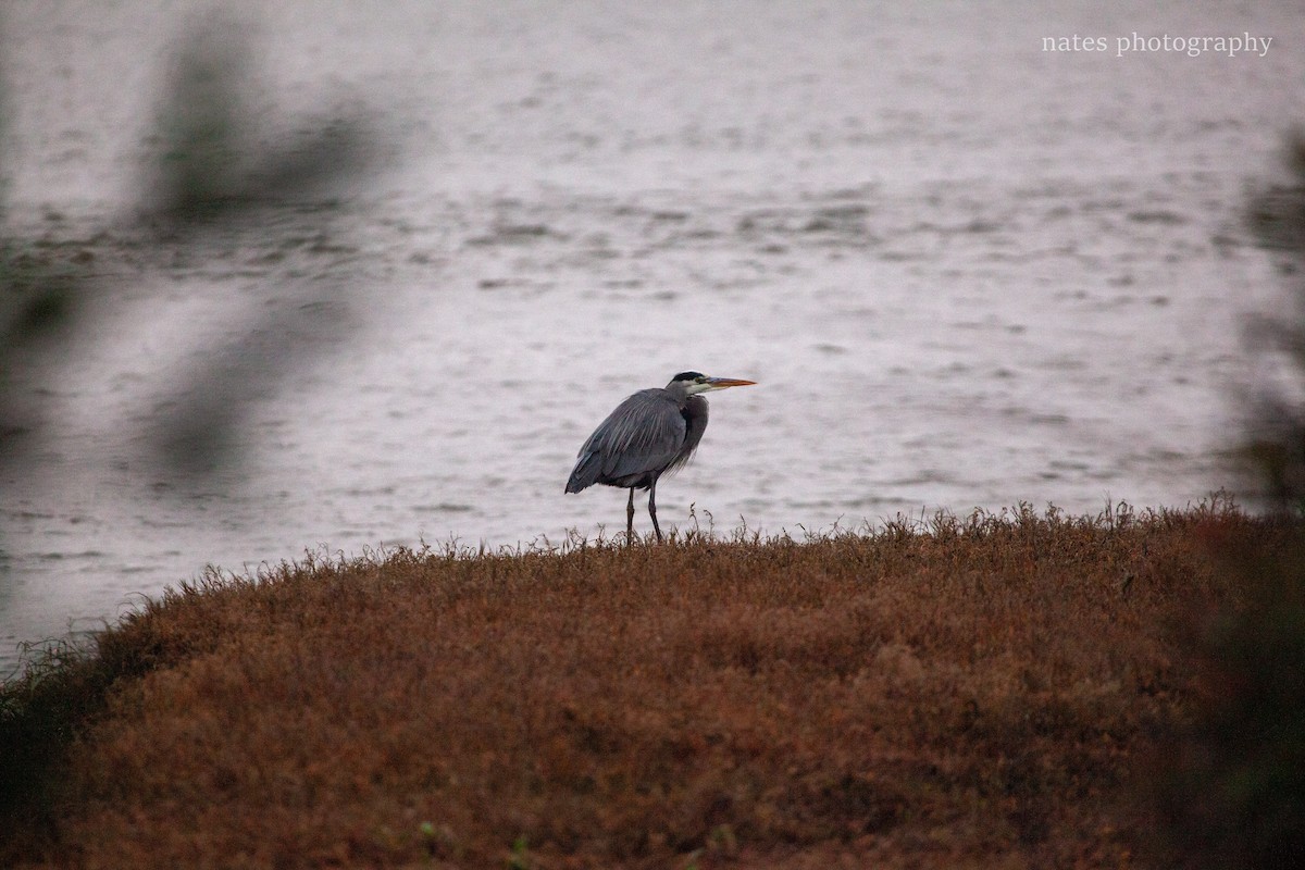 Great Blue Heron (Great Blue) - ML647040157