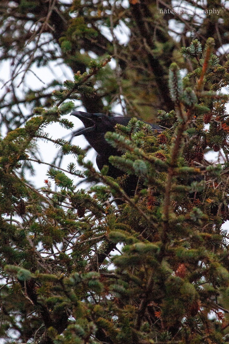 Common Raven - ML647040174