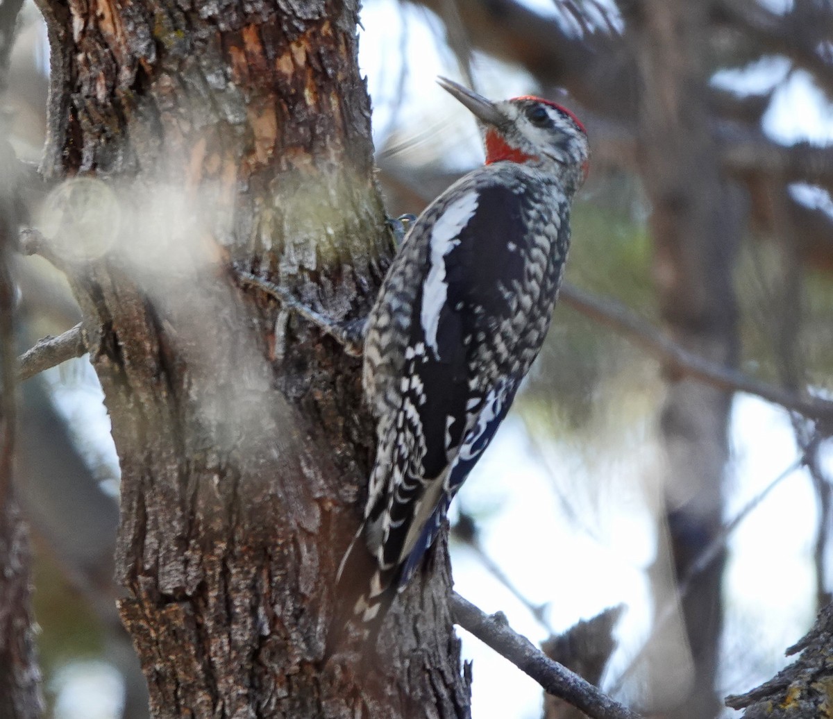 Red-naped Sapsucker - ML647040176