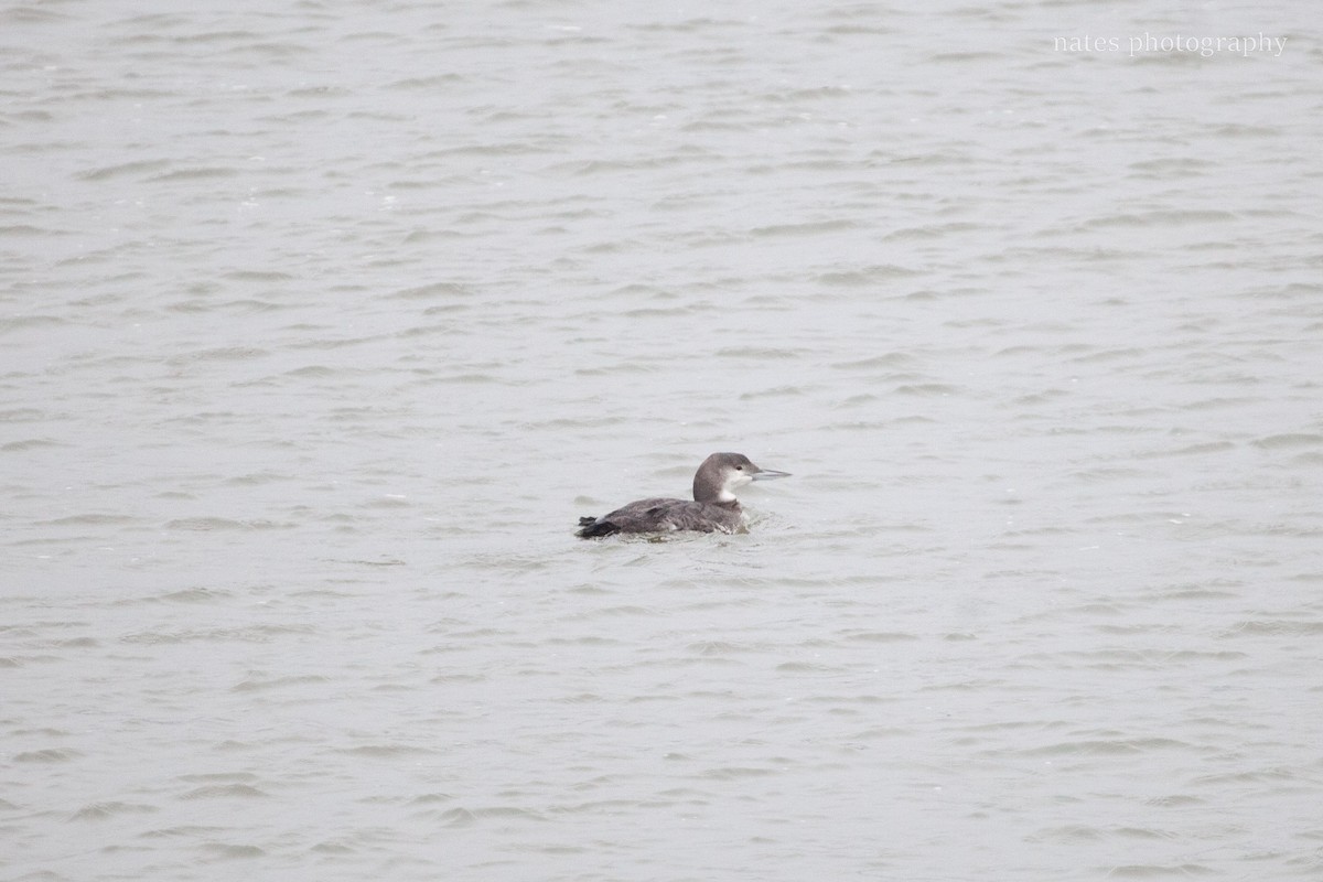 Common Loon - ML647040185