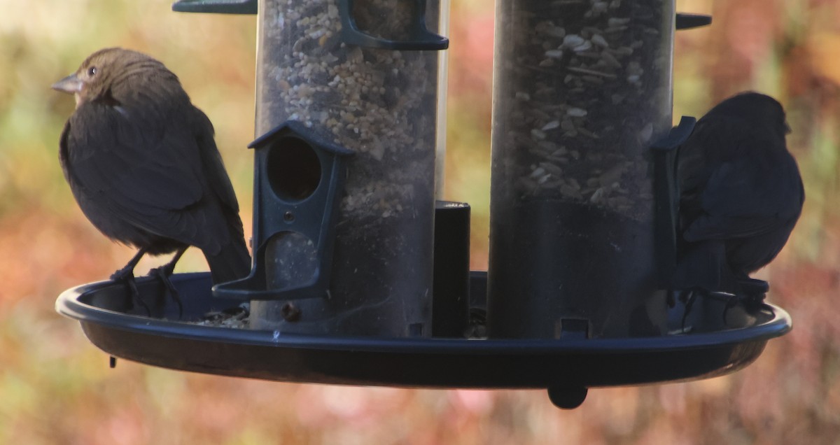 Braunkopf-Kuhstärling - ML647040194