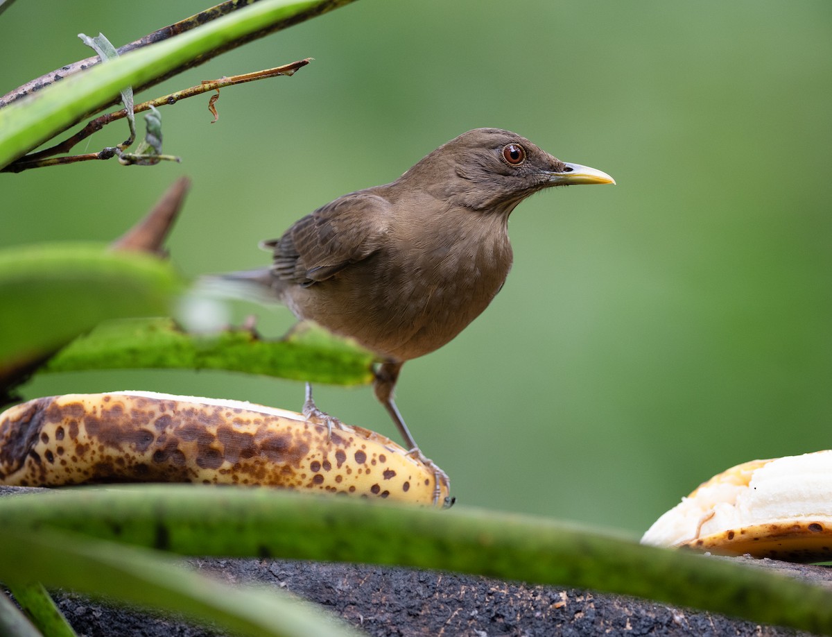 Merle fauve - ML647040195