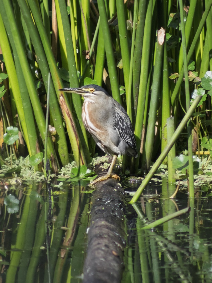 Striated Heron - ML647040200