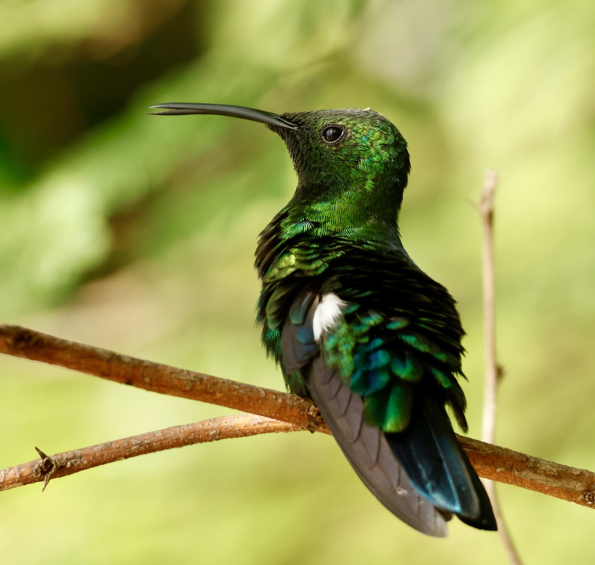 Green-throated Carib - ML647040202