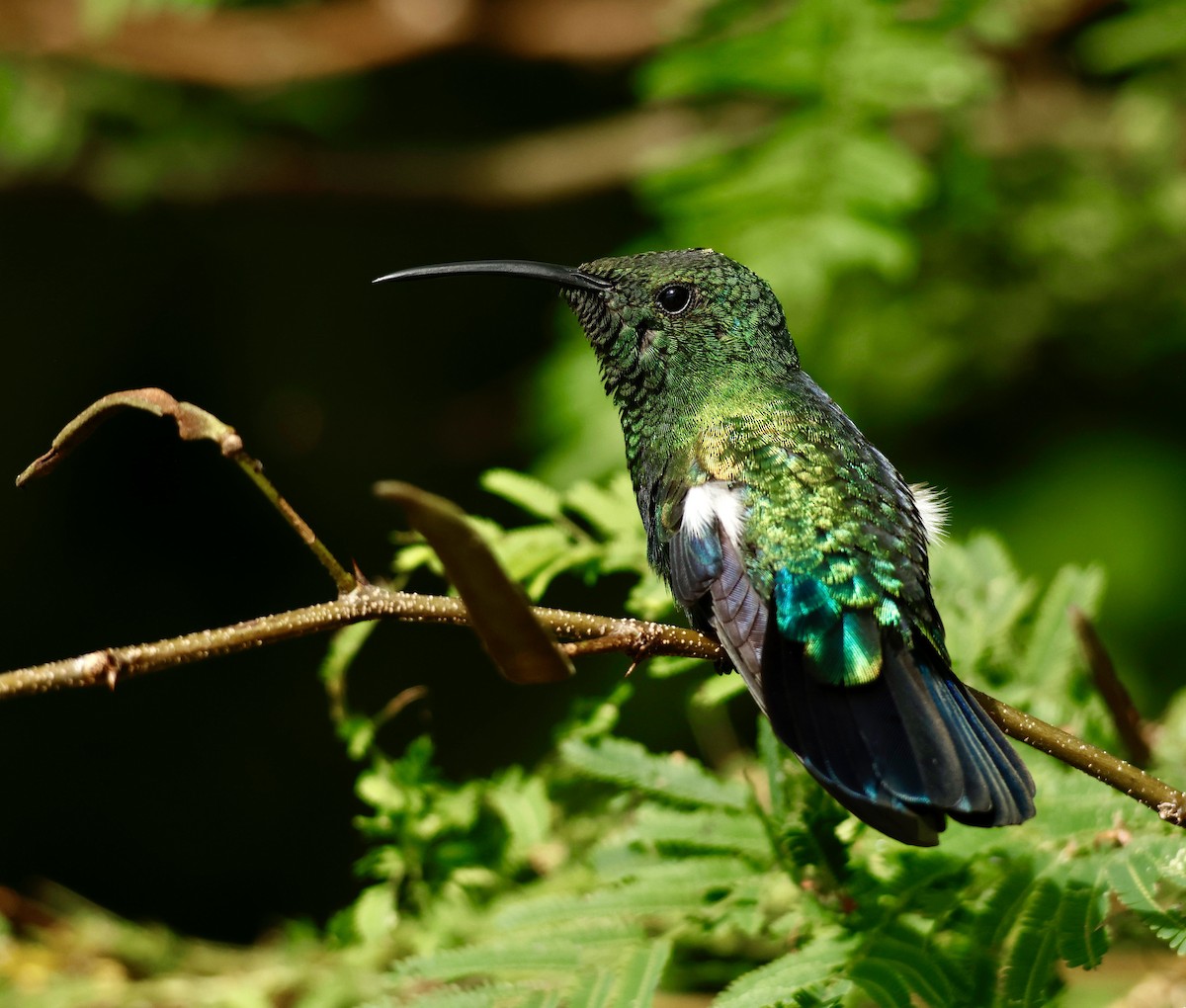 Green-throated Carib - ML647040203