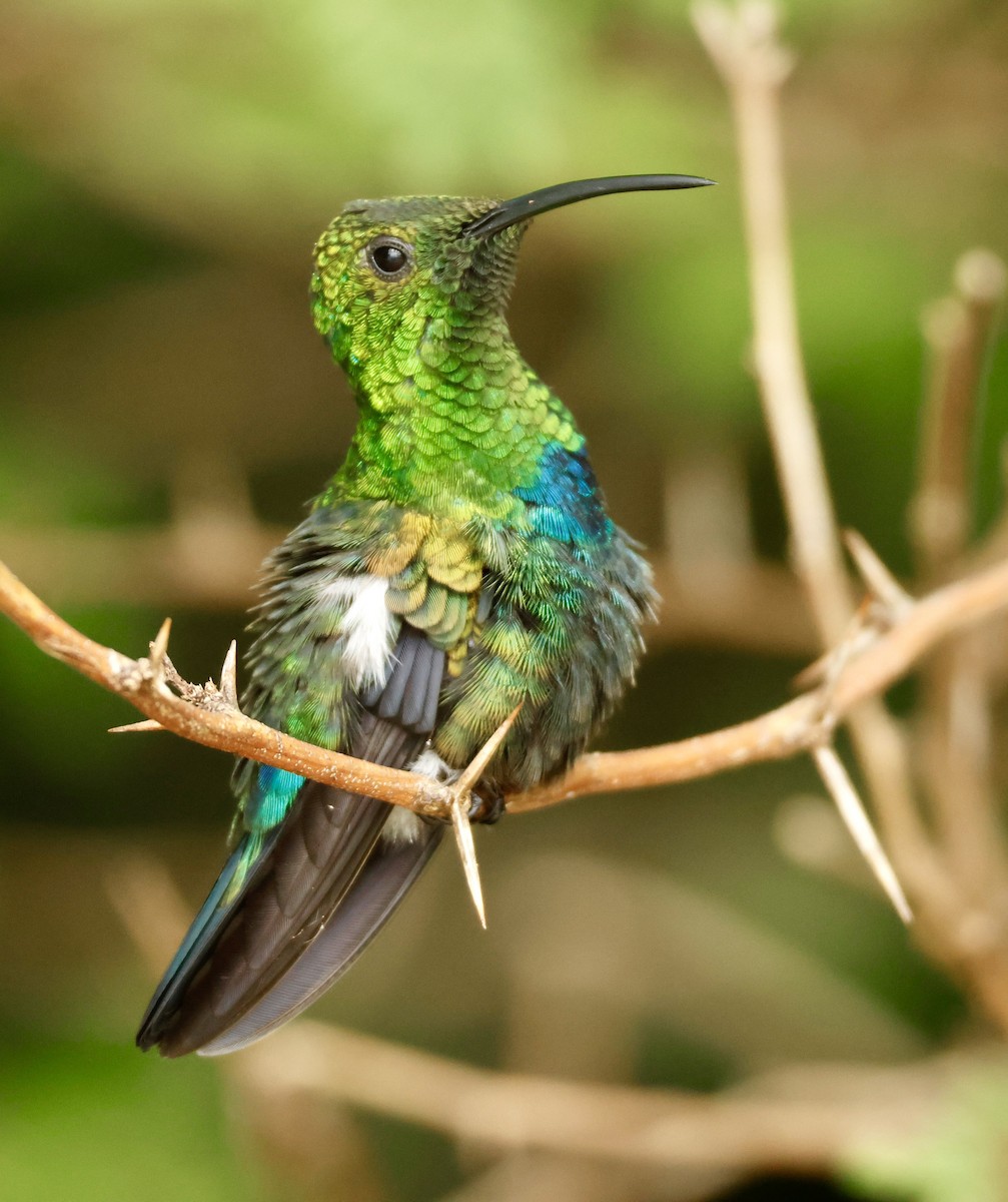 Green-throated Carib - ML647040204