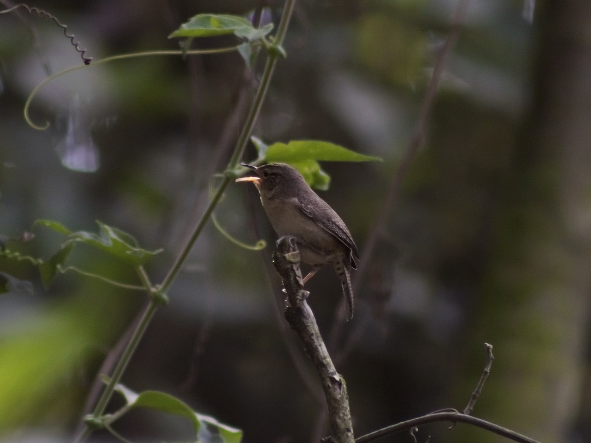 Southern House Wren - ML647040209