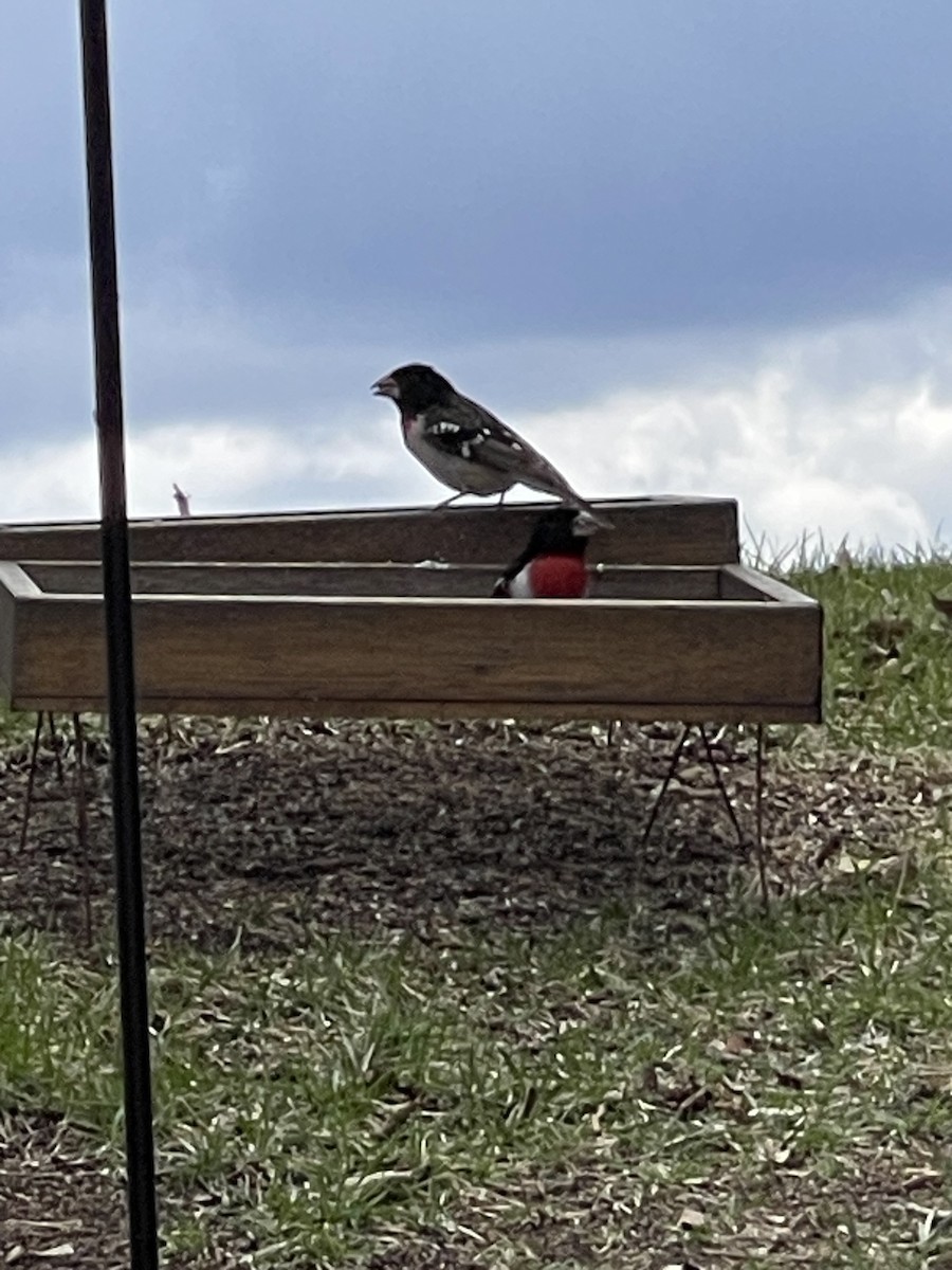 Rose-breasted Grosbeak - ML647040210