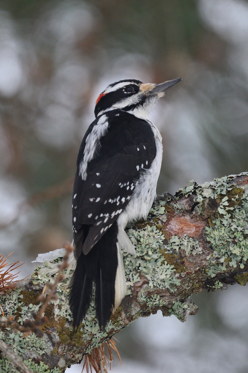 Hairy Woodpecker - ML647040212