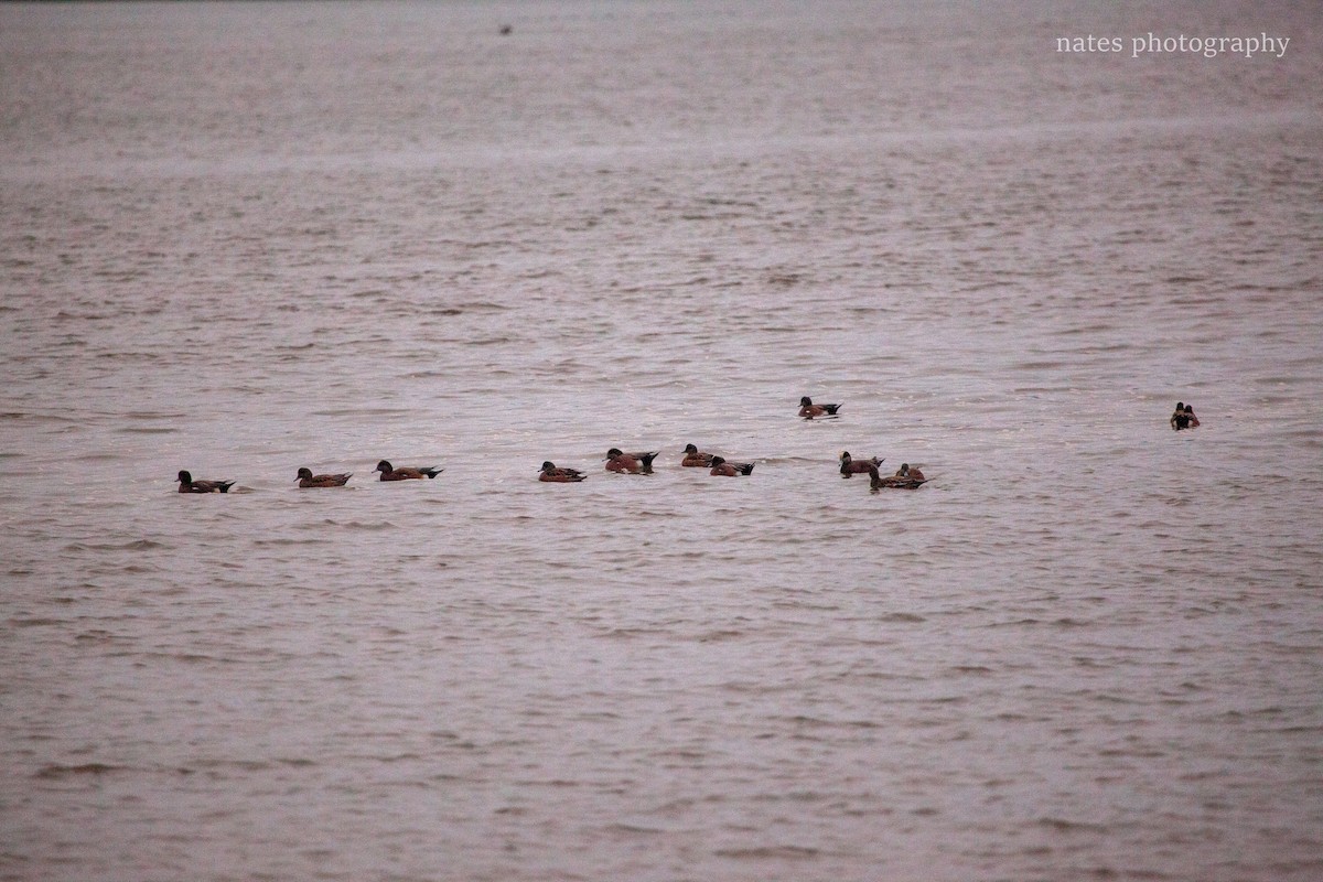 Свищ американський - ML647040218