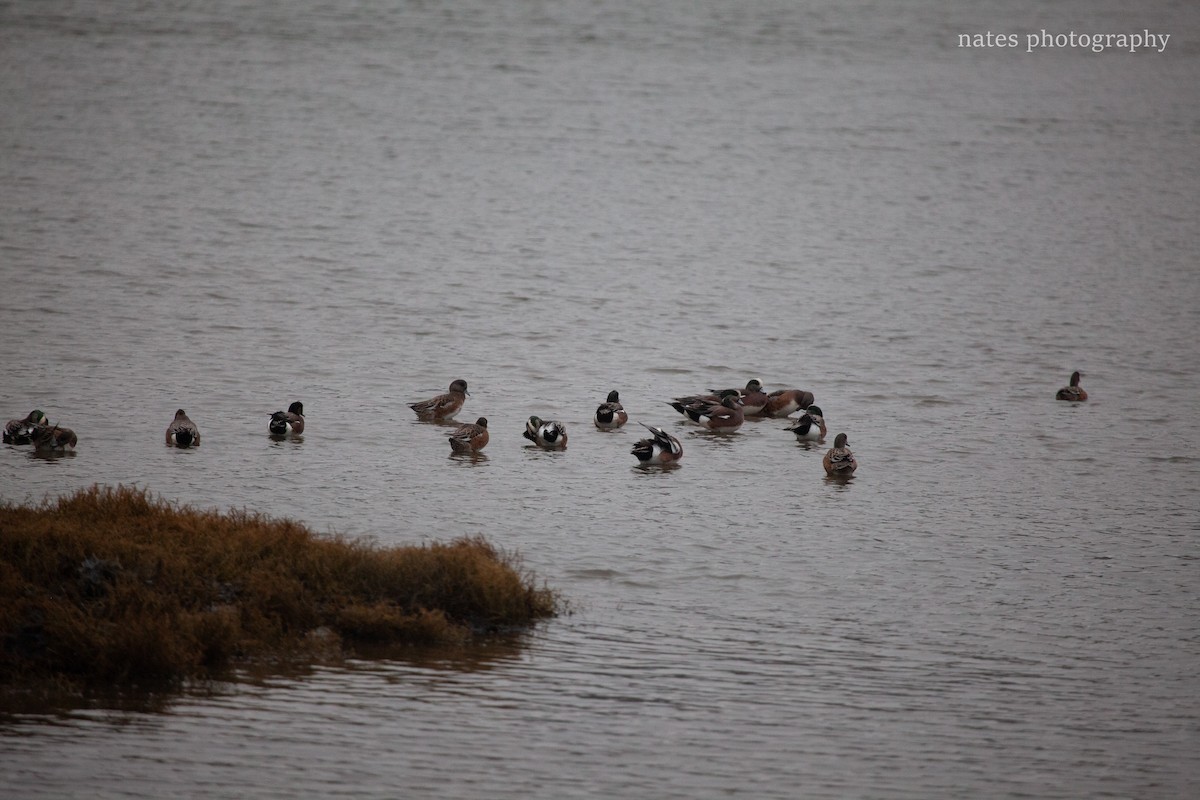 Свищ американський - ML647040221