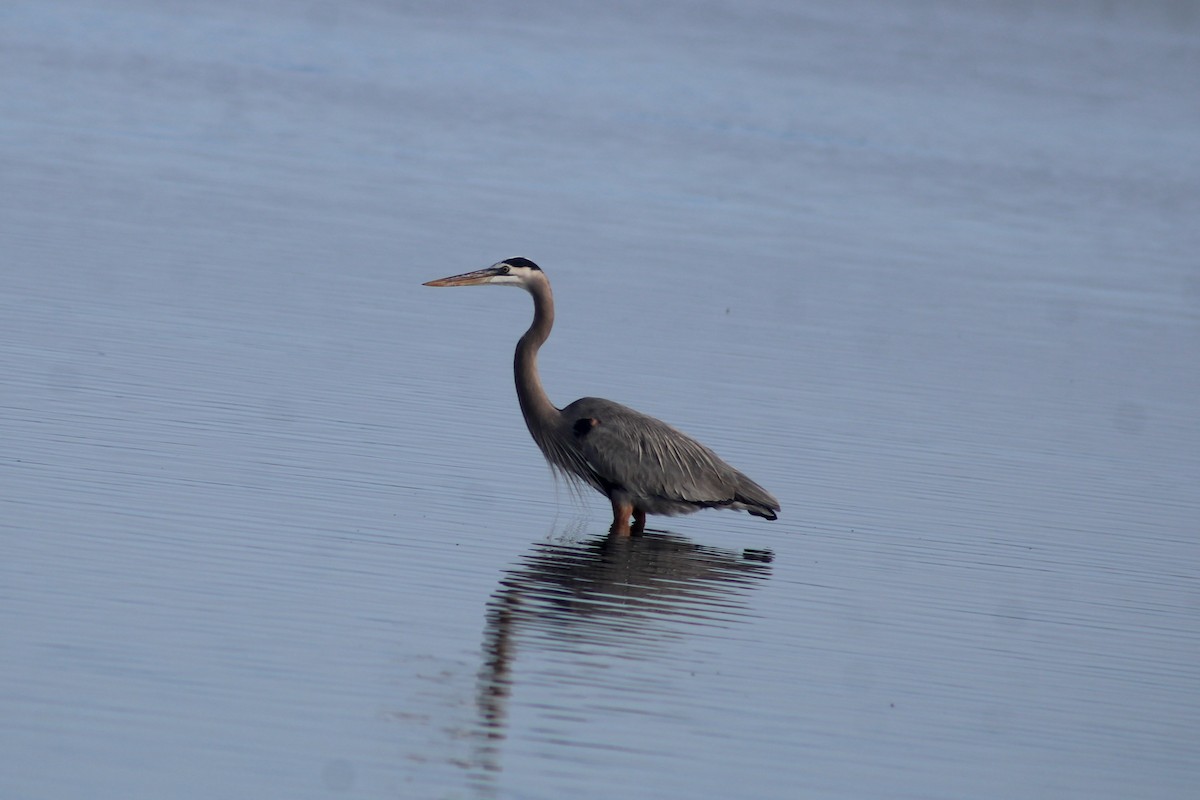 Great Blue Heron - ML647040228