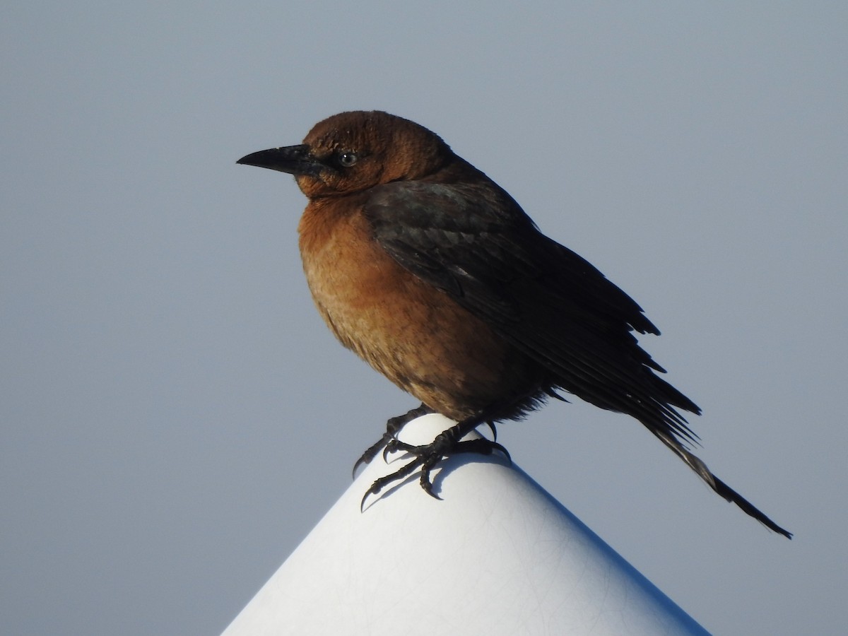 キタオナガクロムクドリモドキ - ML647040231