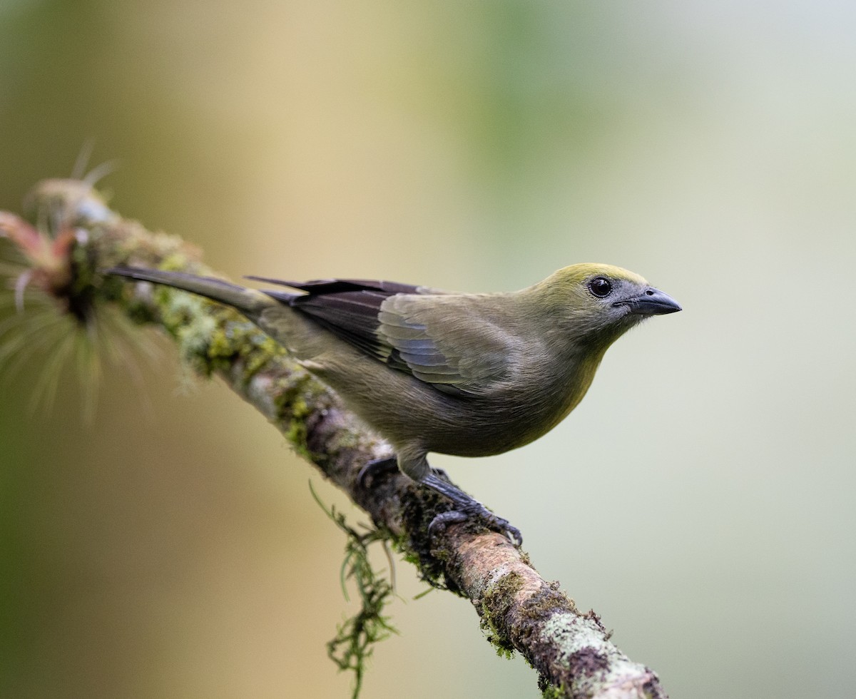 Tangara Palmera - ML647040249