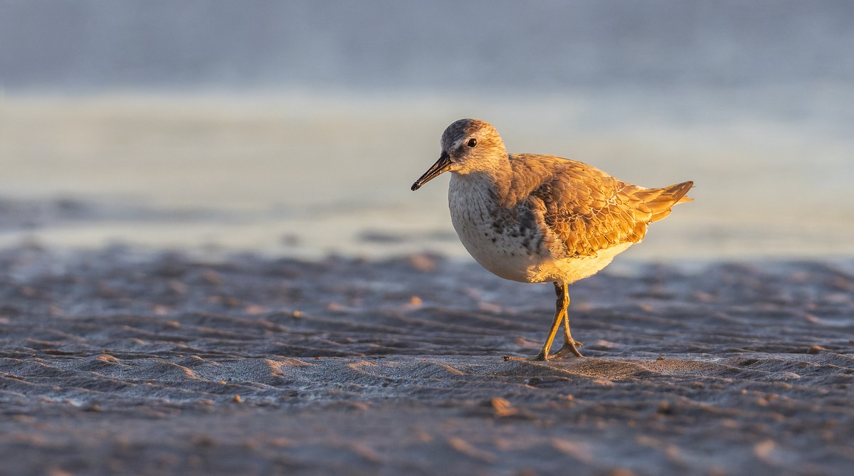 Bécasseau maubèche - ML647040260