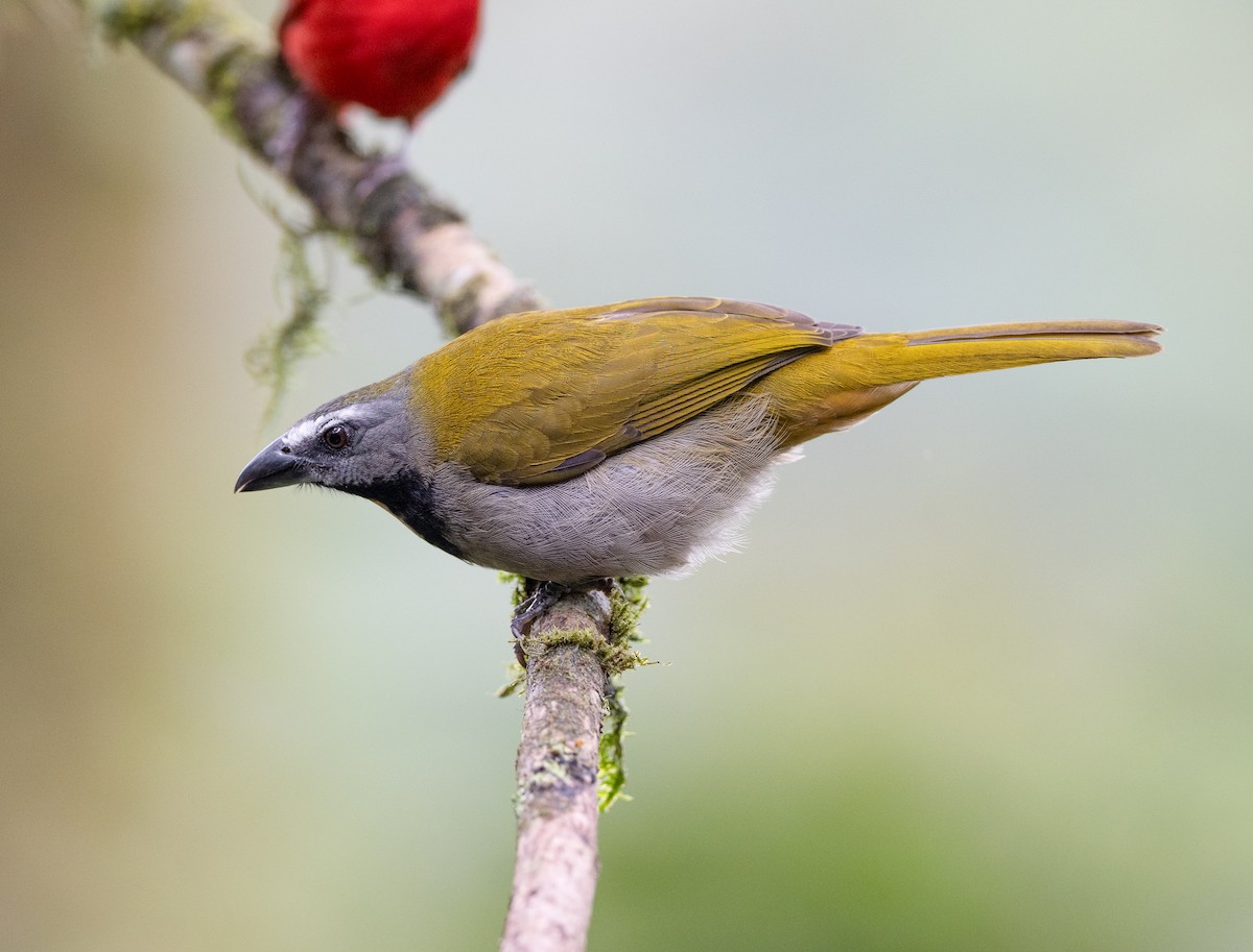 Buff-throated Saltator - ML647040263