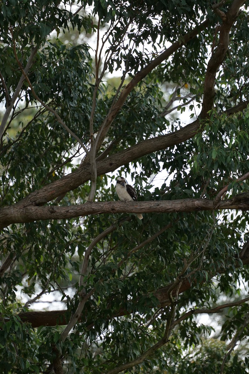 Laughing Kookaburra - ML647040268