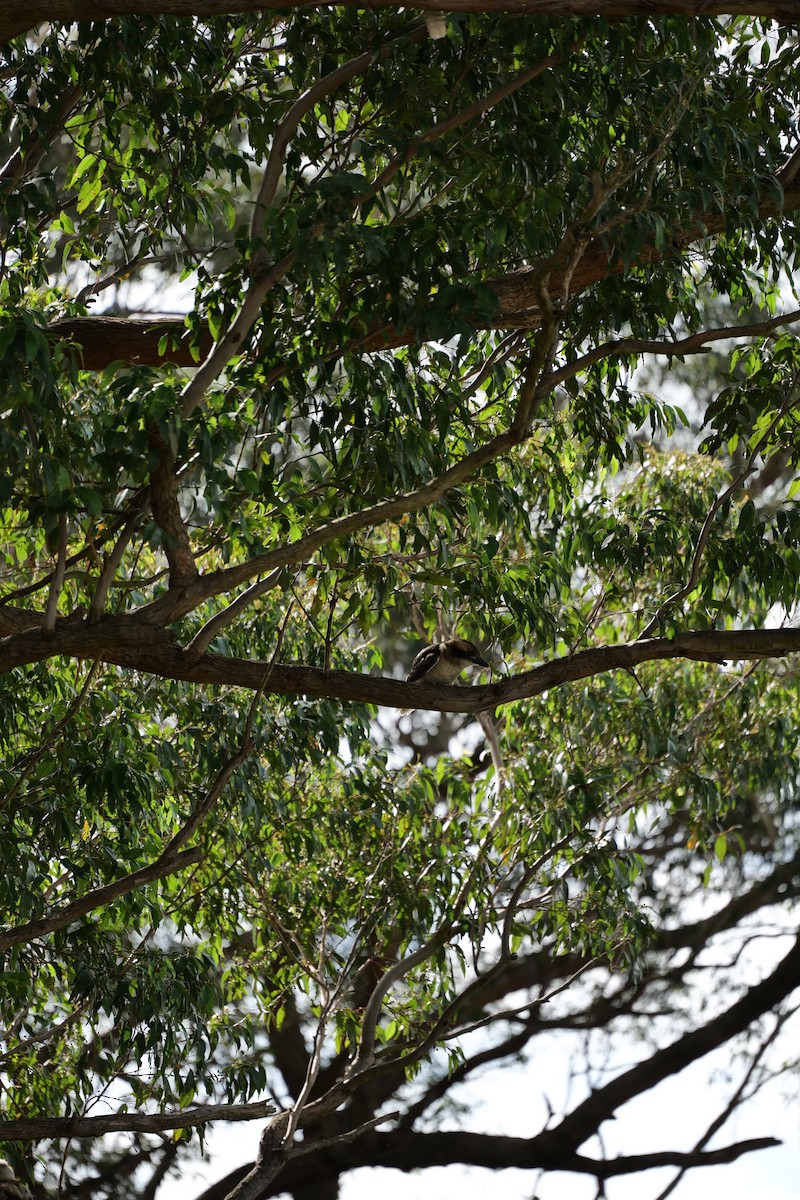 Laughing Kookaburra - ML647040271