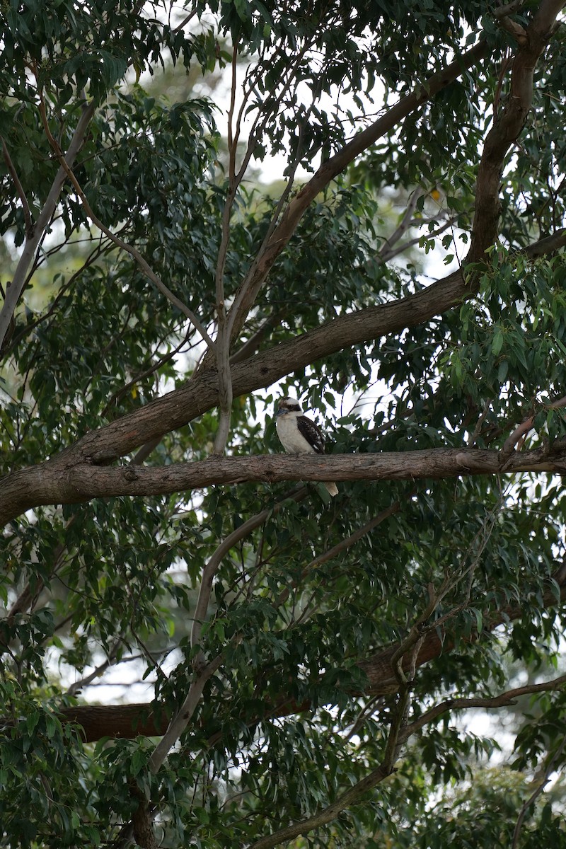 Laughing Kookaburra - ML647040272