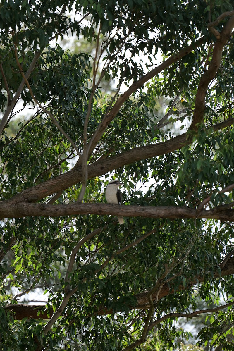Laughing Kookaburra - ML647040273