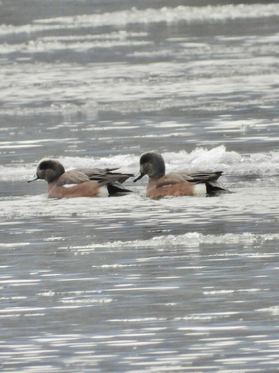 Свищ американський - ML647040284