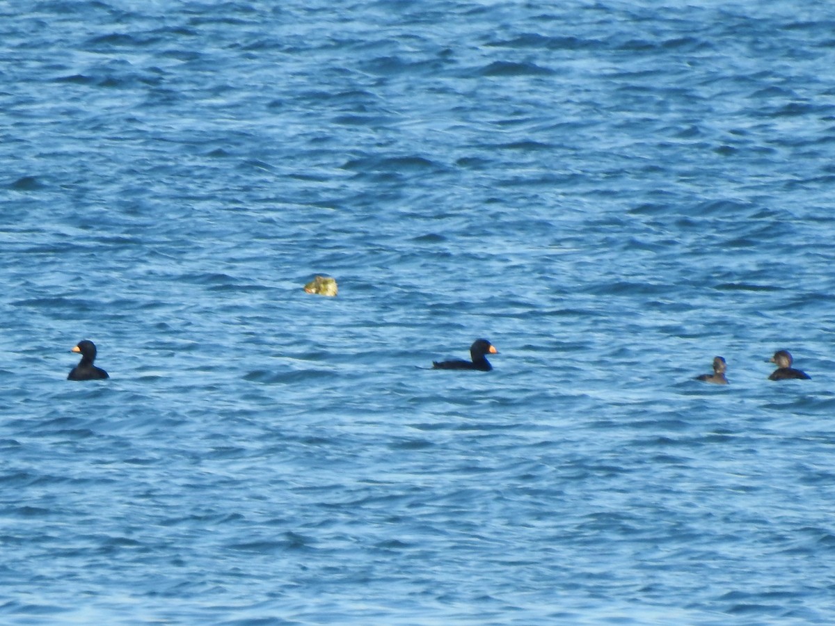 クロガモ - ML647040290