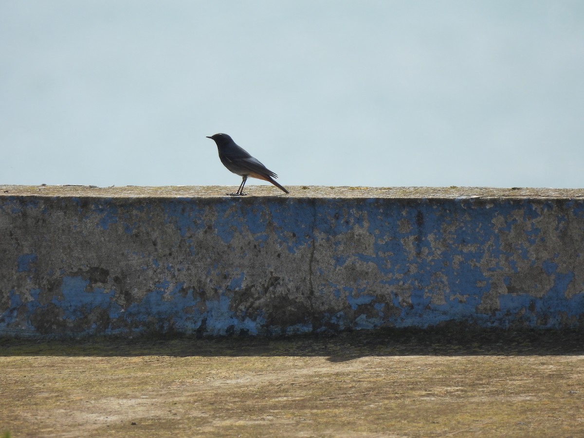 Black Redstart (Western) - ML647040291