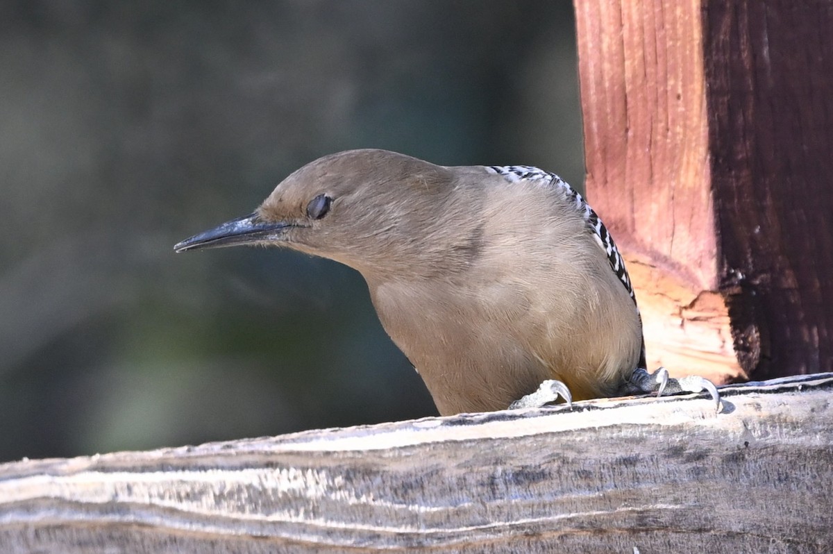 Pic des saguaros - ML647040293