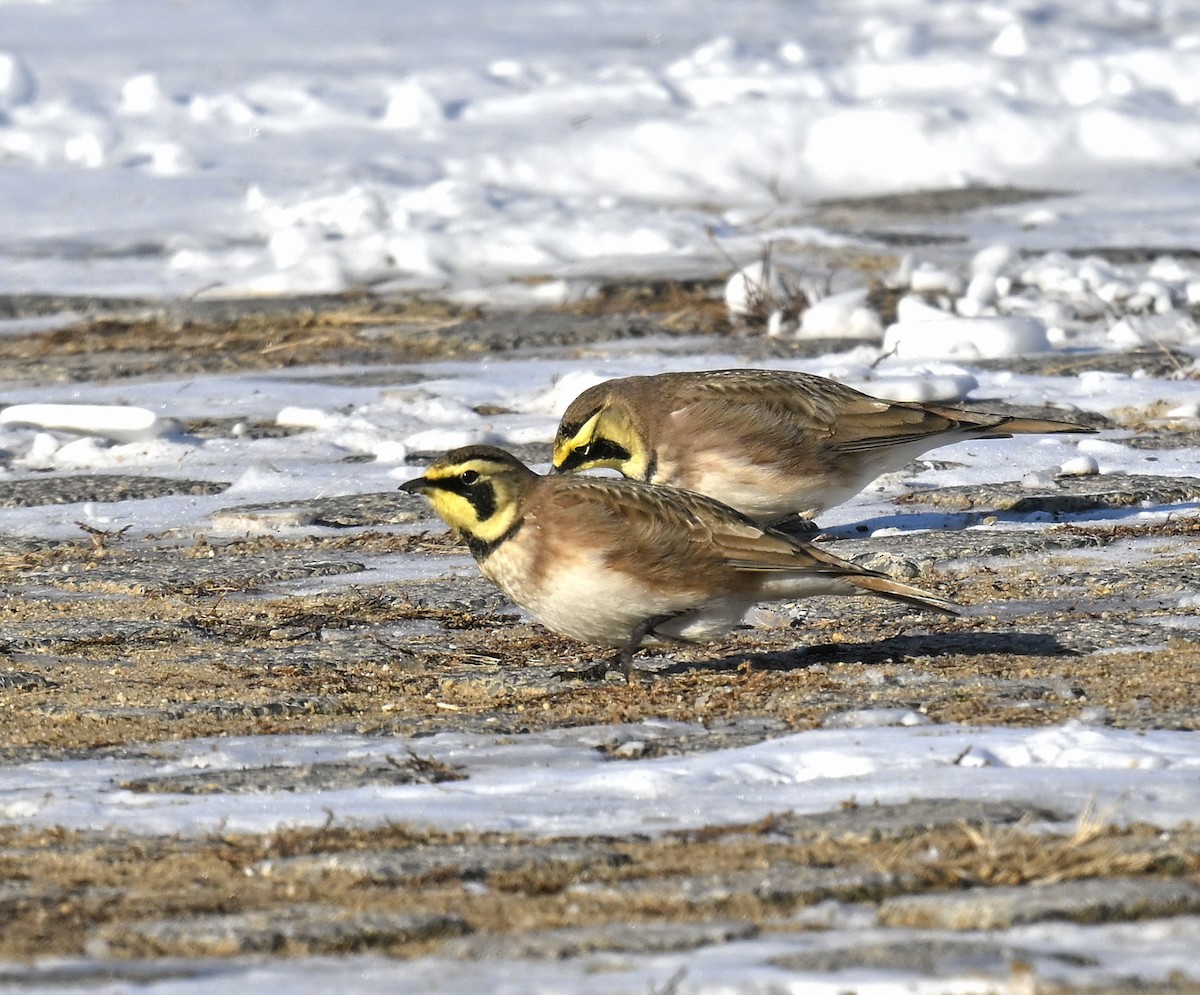 Horned Lark - ML647040294