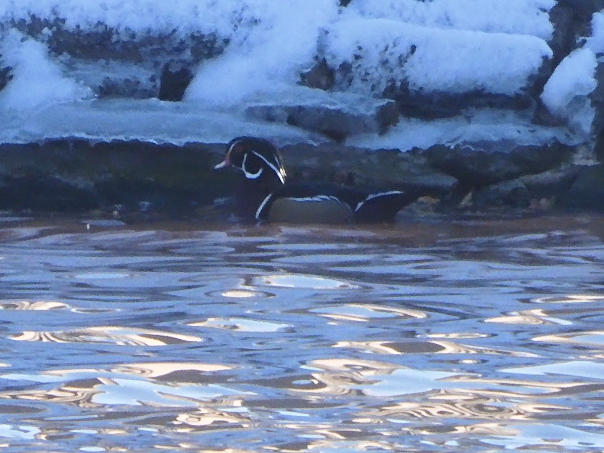 Wood Duck - ML647040295