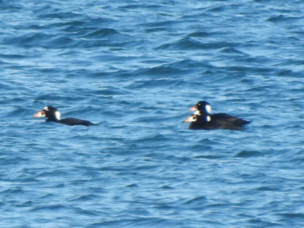 Surf Scoter - ML647040297