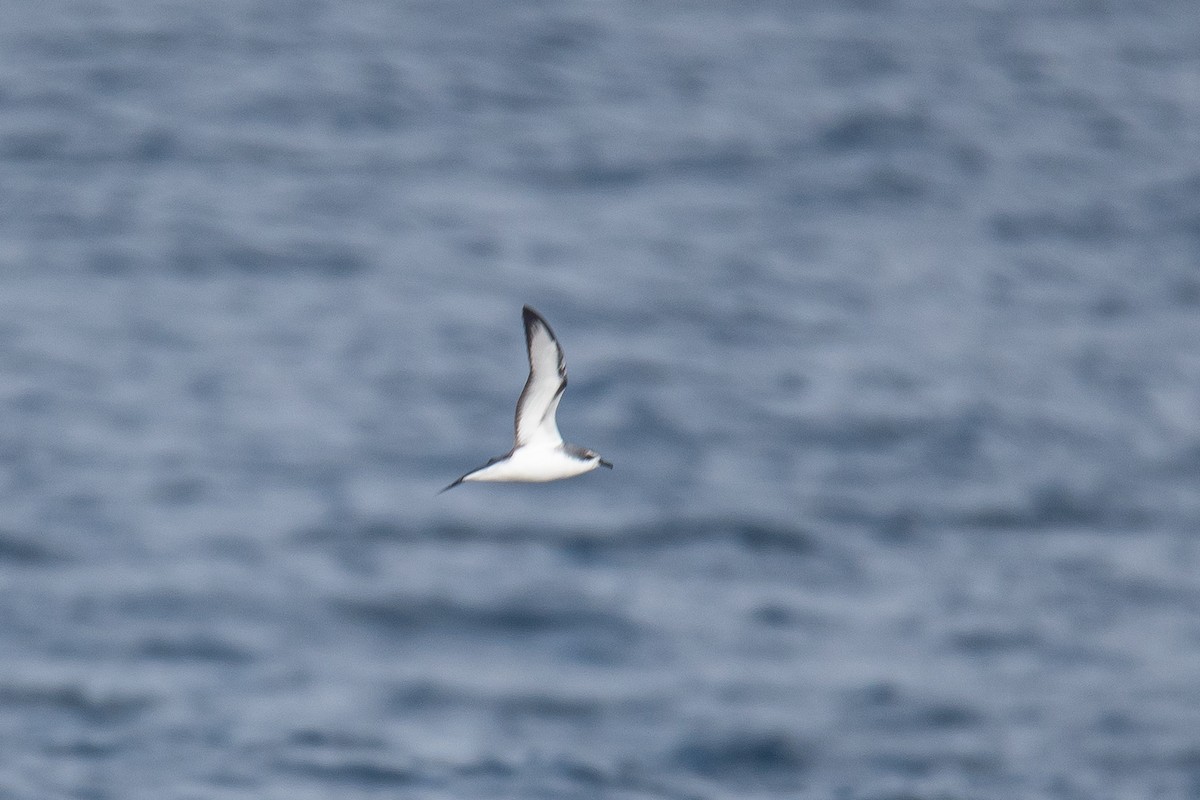 Cook's Petrel - ML647040298