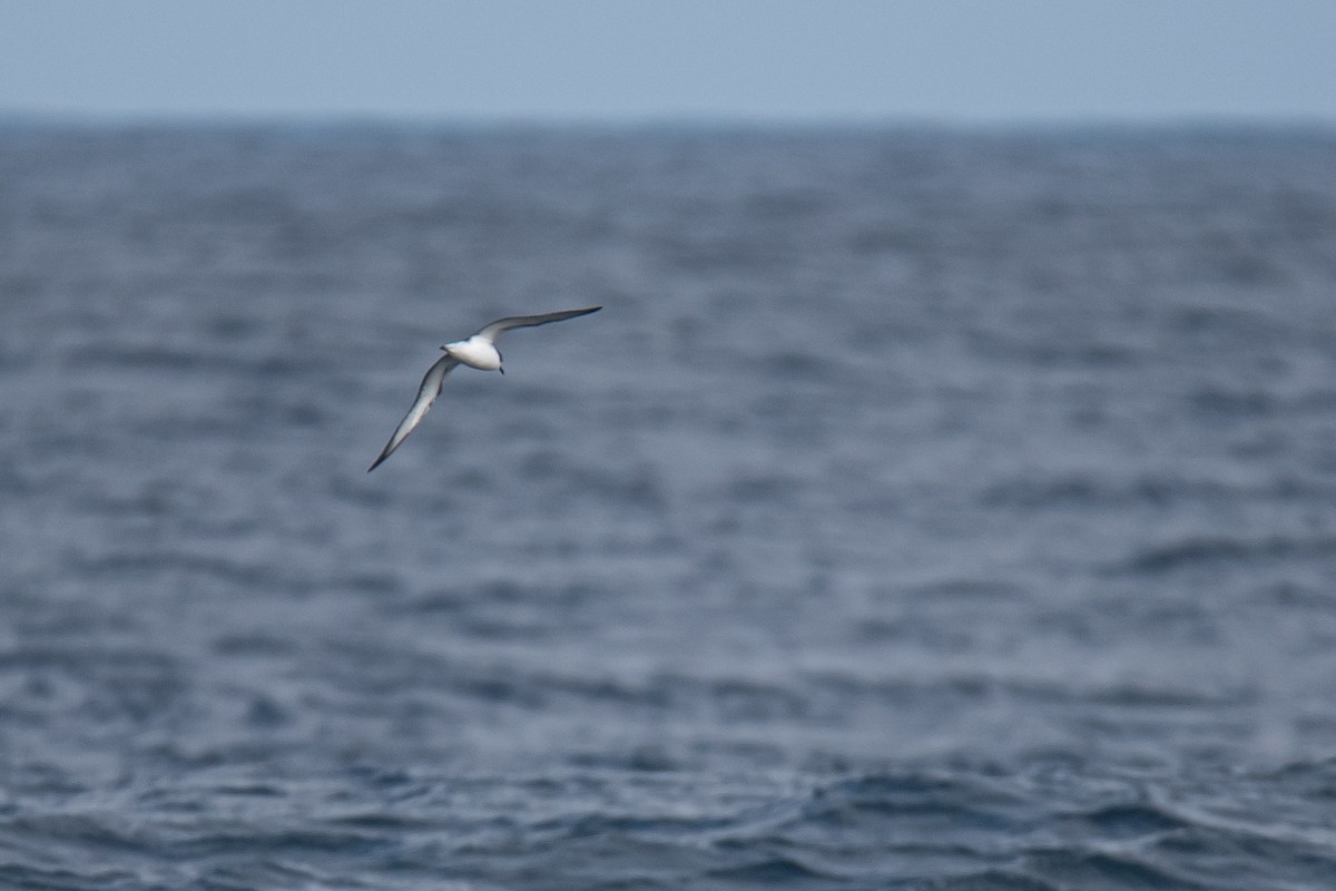 Cook's Petrel - ML647040300