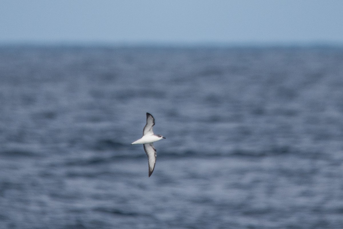 Cook's Petrel - ML647040301