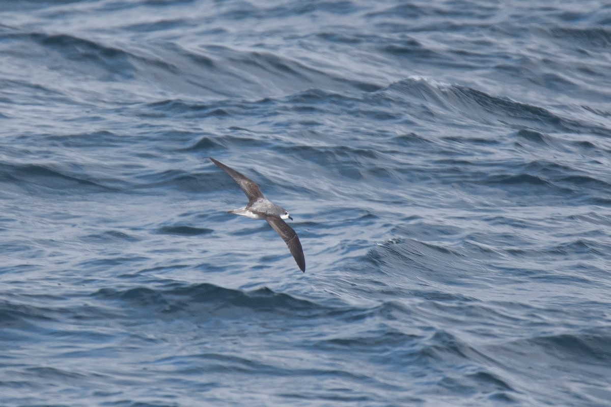 Cook's Petrel - ML647040302