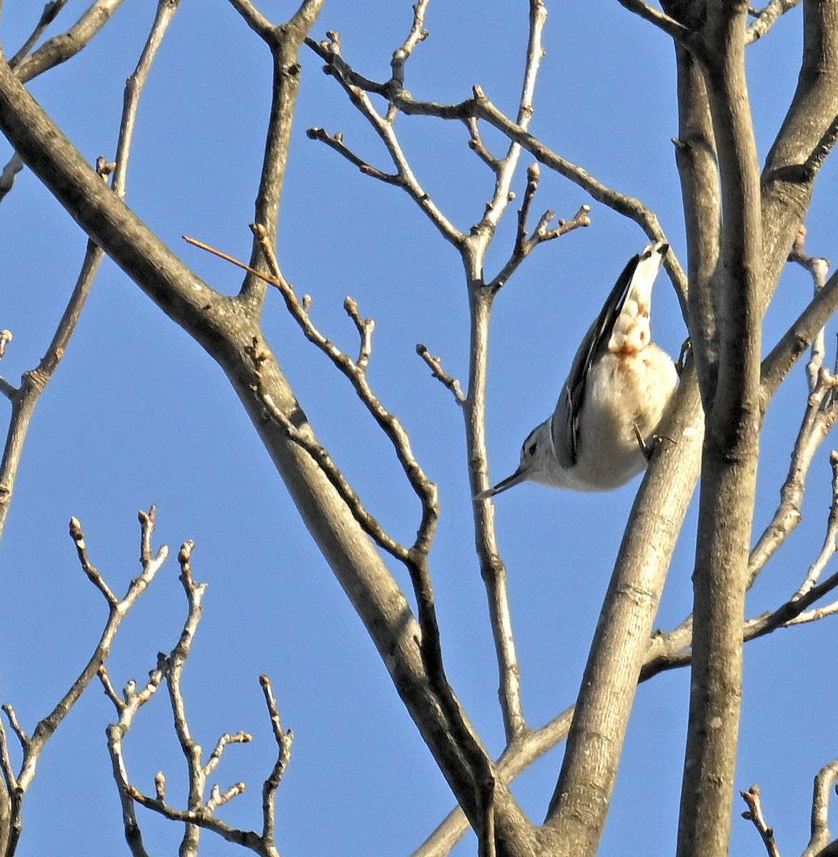 White-breasted Nuthatch - ML647040303